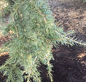 Cedrus deodara 'Eisregen'