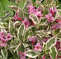 Weigela florida 'Verweig'