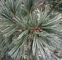 Pinus flexilis 'Northern Blue'