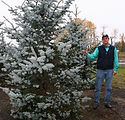 Picea pungens glauca 'Hoopsi'