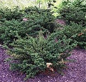 Taxus x media 'Everlow'