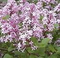 Syringa meyeri 'Palibin'