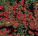 Cotoneaster apiculata