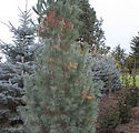 Pinus strobus 'Fastigiata'