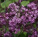 Syringa x 'SMSJBP7'