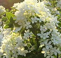 Hydrangea paniculata