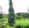 Picea omorika 'Pendula Bruns'