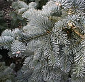 Abies lasiocarpa arizonica 'Pride's Select'