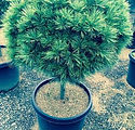 Pinus strobus 'Minuta STD'