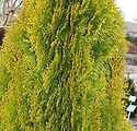 Thuja Occidentalis 'Janed Gold'