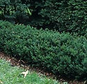 Taxus x media 'Chadwickii'