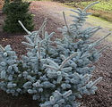 Picea pungens glauca prostrata 'Blue Horizon'