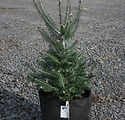 Abies balsamea