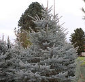 Picea pungens 'Fat Albert'