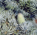 Cedrus atlantica 'Glauca'