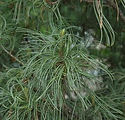 Pinus strobus 'Contorta'