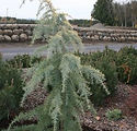Cedrus deodara 'Aurea'