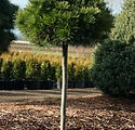 Pinus strobus 'Horsford STD'
