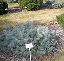 Picea pungens glauca 'St. Mary's Broom'