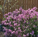 Syringa x 'Penda'