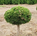 Pinus mugo 'Sherwood Compact'