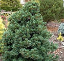 Pinus parviflora 'Negishi'