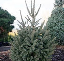 Picea abies