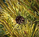 Pinus densiflora 'Aurea'