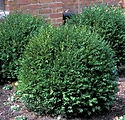 Buxus x 'Green Gem'