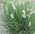 Pennisetum alopecuroides 'Little Bunny'