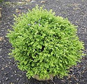 Buxus koreana x sempervirens 'Krazgreen'