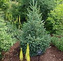 Picea meyeri