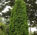 Thuja Occidentalis 'Pyramidalis'