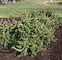 Picea abies 'Excelsa Prostrata'