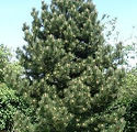 Pinus nigra