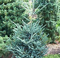 Picea orientalis 'Deer Run'