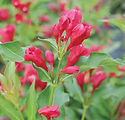Weigela florida 'Verweig 6'