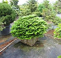 Abies koreana 'Green Carpet'
