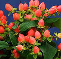 Hypericum inodorum 'Kolmapuki'