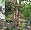 Betula nigra 'Cully'