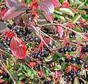 Aronia melanocarpa 'Autumn Magic'