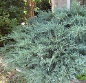 Juniperus virginiana 'Grey Owl'