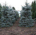 Picea pungens 'Baby Blue Eyes'