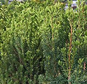 Taxus media 'Hicksii'