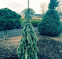 Picea pungens glauca Pendula 'The Blues'