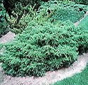 Juniperus j. chinensis 'Kallays Compact'