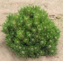 Pinus nigra 'Hornibrookiana'