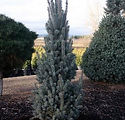 Picea pungens glauca 'Fastigiata'