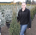 Picea abies 'Cupressina'