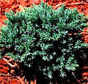 Juniperus squmata 'Blue Star'